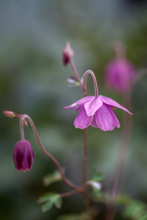 Semiaquilegia ecalcarata