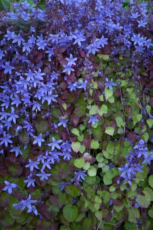 Campanula poscharskyana
