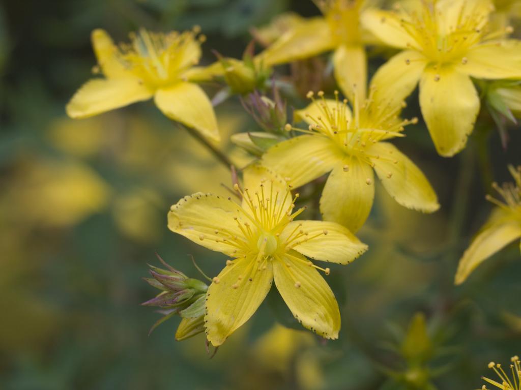 Hypericum perforatum