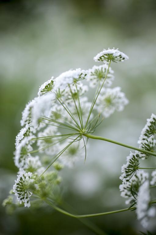 Ammi majus