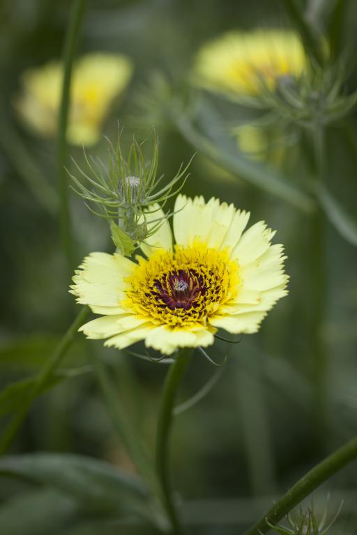 Tolpis barbata
