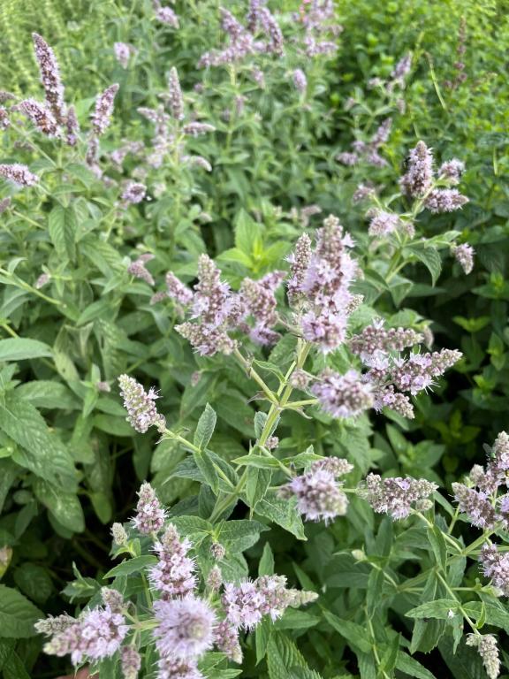 Horsemint (Mentha longifolia)