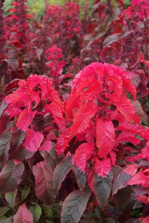 Amaranthus tricolor, 'Early Splendour'