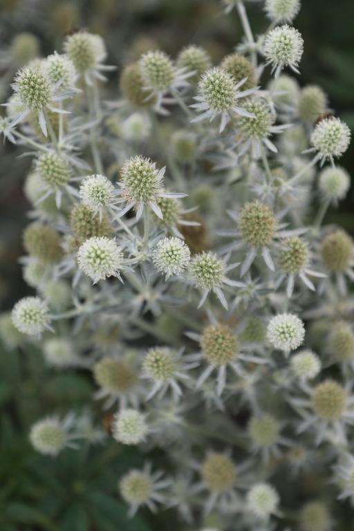 Eryngium planum, 'White Glitter'