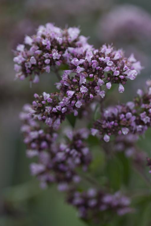 Oregano