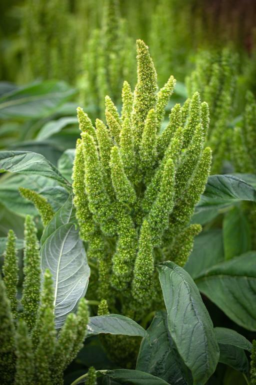 Amaranthus hypochondriacus, 'Green Thumb'