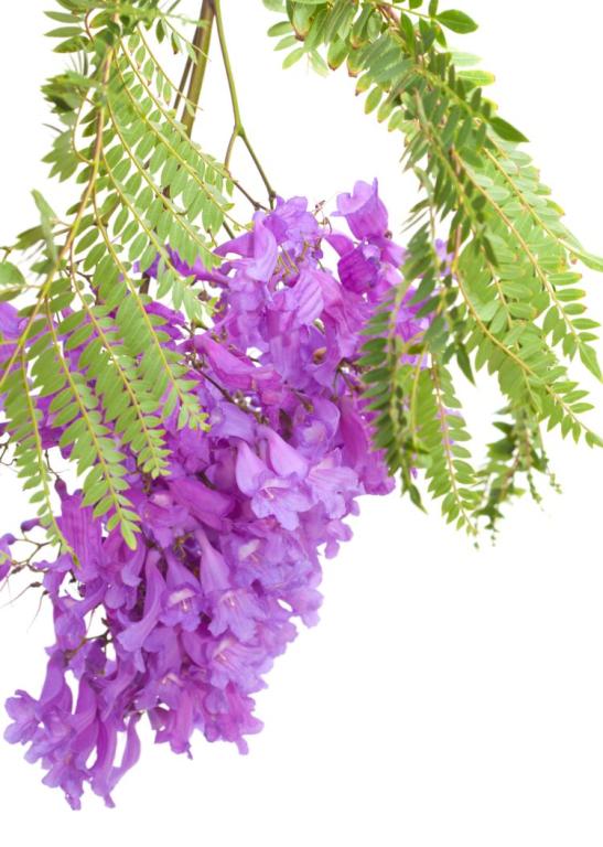 Jacaranda mimosifolia