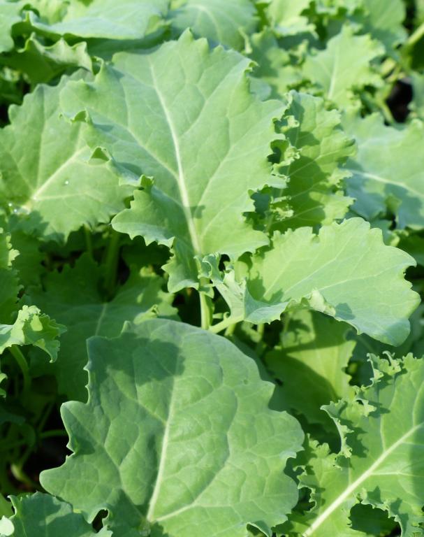 Kale, 'Dwarf Green Curled'
