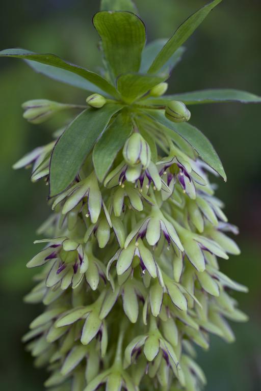 Eucomis bicolor