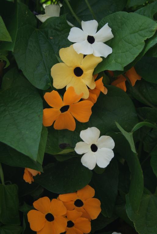 Thunbergia alata, Mixed