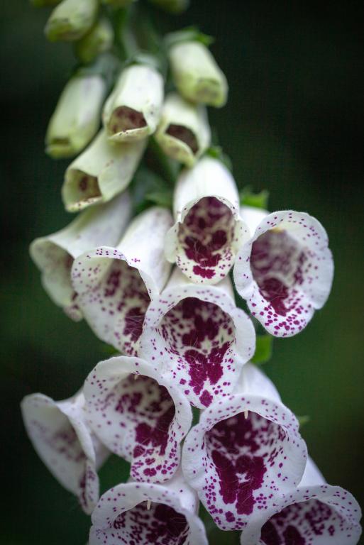 Digitalis purpurea, 'Pam's Choice'