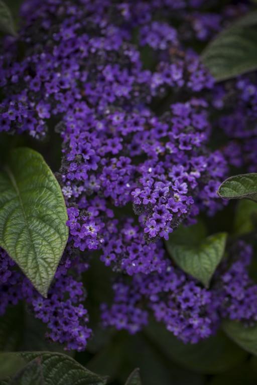 Heliotropium arborescens, 'Dwarf Marine'
