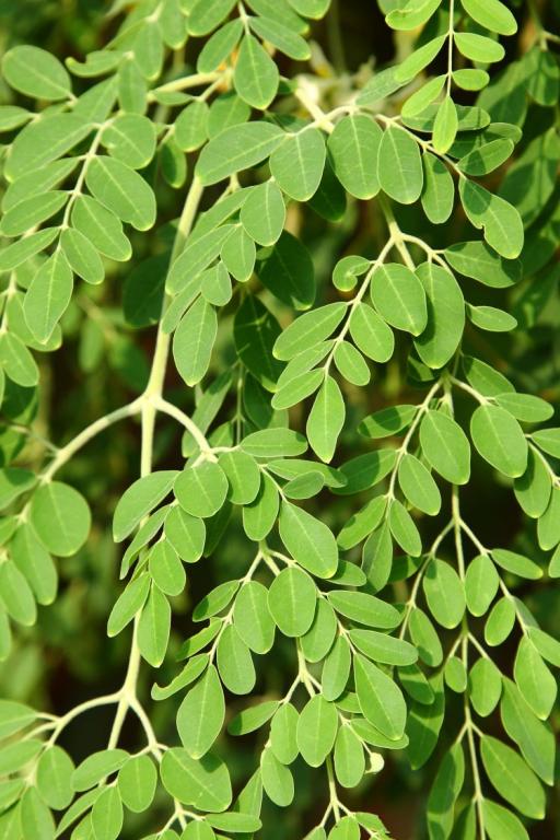 Moringa oleifera