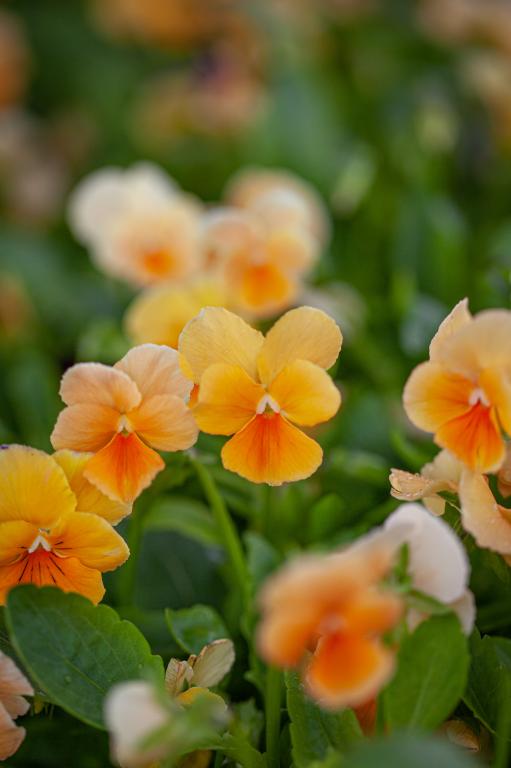 Viola cornuta, 'Chantreyland'