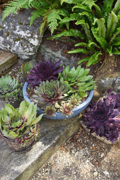 Sempervivum hybridum and Mixed Species