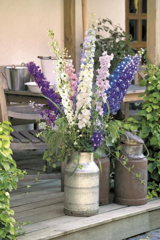 Delphinium hybrida, 'Formula Mixed'