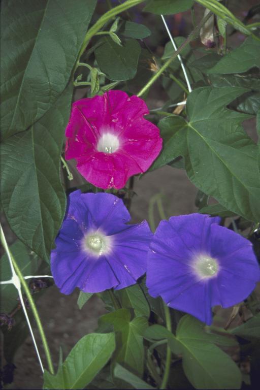 Ipomoea nil, 'Early Call' Mixed