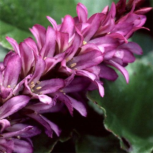 Francoa sonchifolia, 'Rogerson's Form'