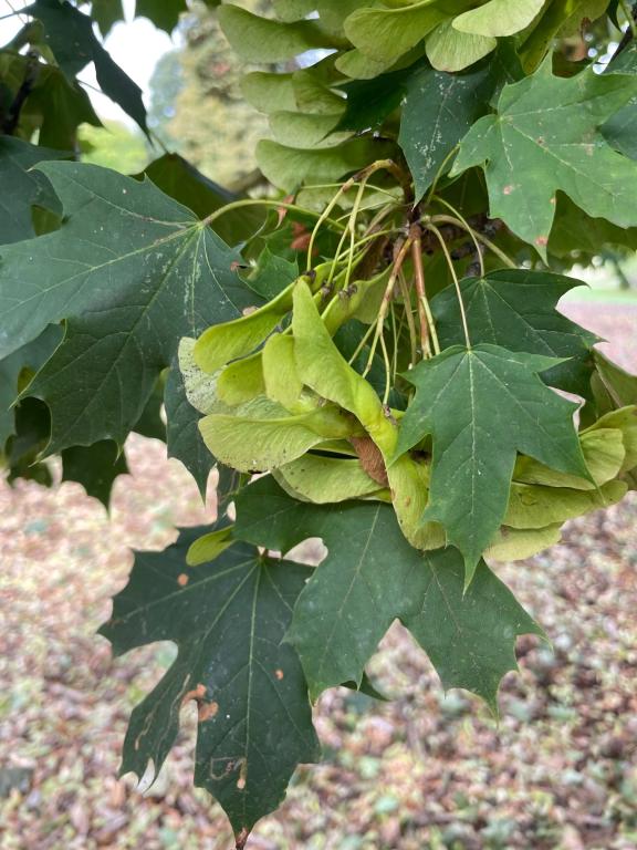 Acer platanoides