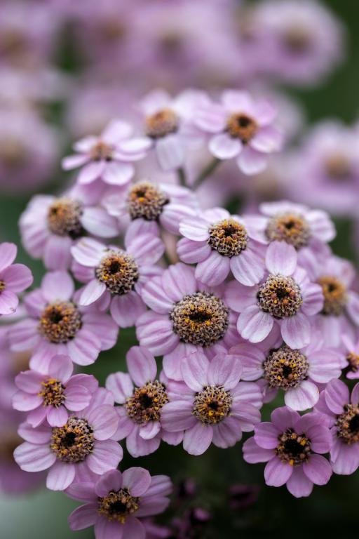 Achillea alpina ssp. camtschatica, 'Love Parade'