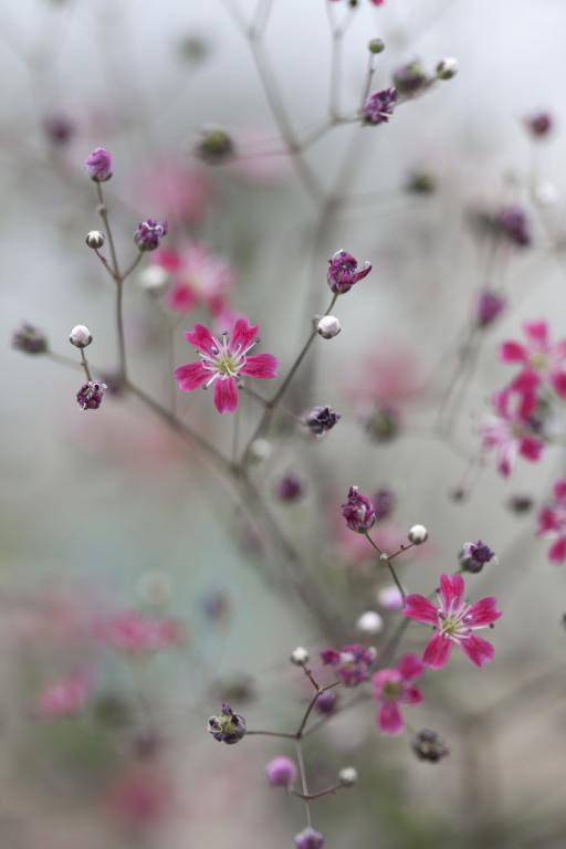 Gypsophila elegans, 'Kermesina'