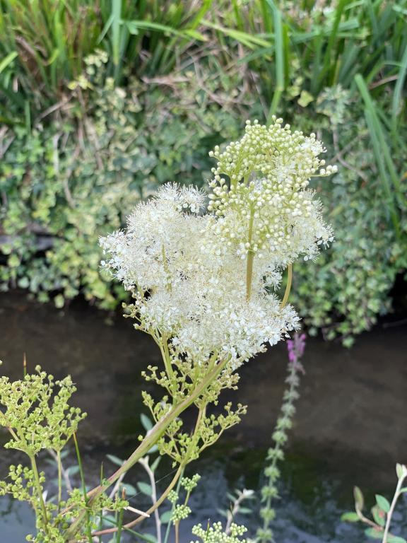 Filipendula ulmaria