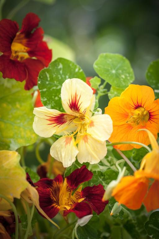 Tropaeolum majus, 'Jewel of Africa'