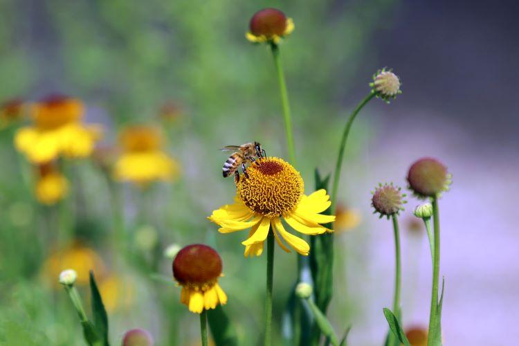 Helenium bigelovii, 'Tip Top'