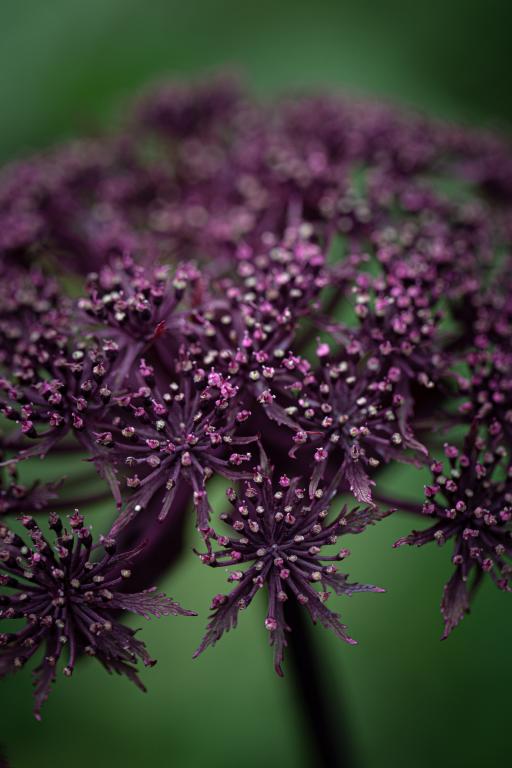 Angelica gigas