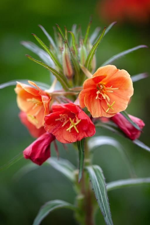 Oenothera versicolor, 'Sunset Boulevard'