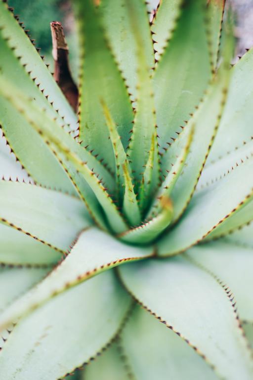 Aloe arborescens