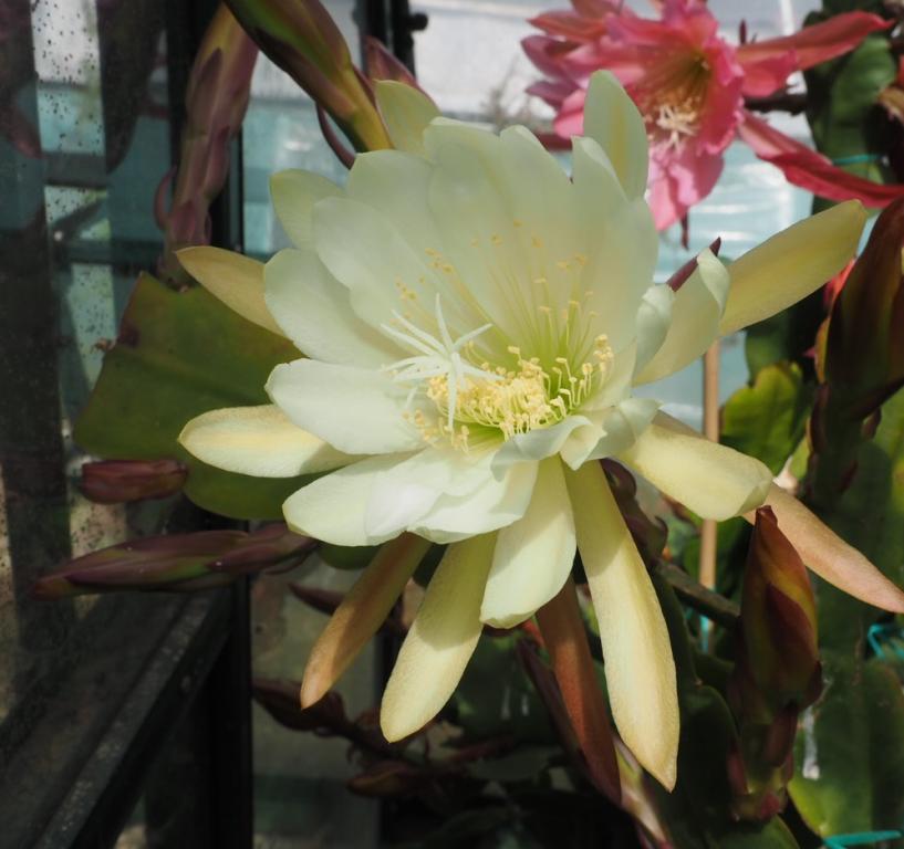 Epiphyllum, Large-flowered Mixed Hybrids