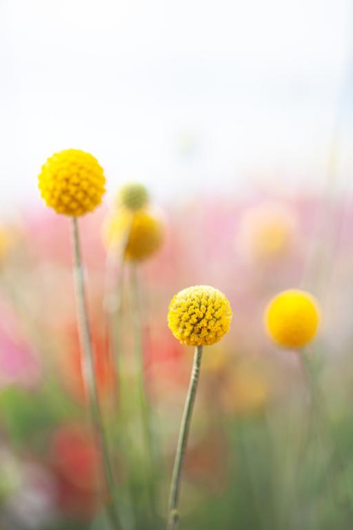 Craspedia globosa