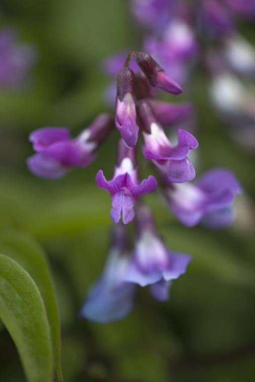 Lathyrus vernus