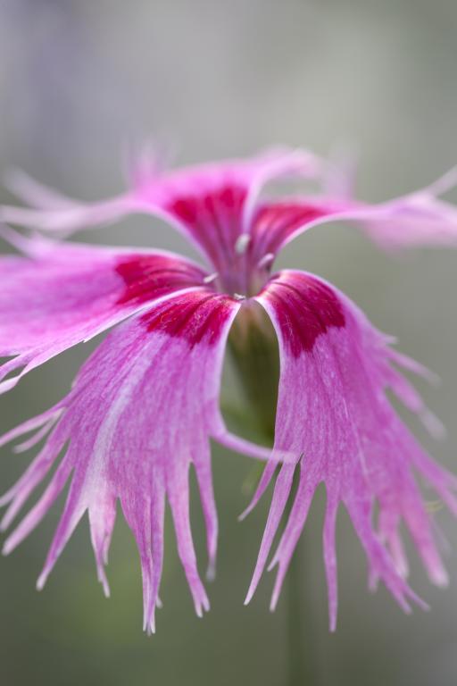 Dianthus superbus, 'Spooky'
