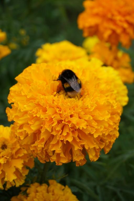 Tagetes erecta, 'Crackerjack' Mixed
