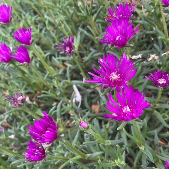 Delosperma cooperi
