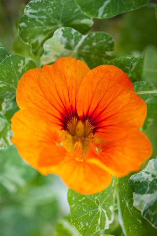 Tropaeolum minus, 'Alaska'