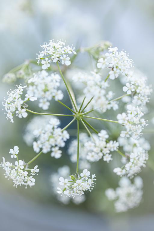 Anthriscus sylvestris