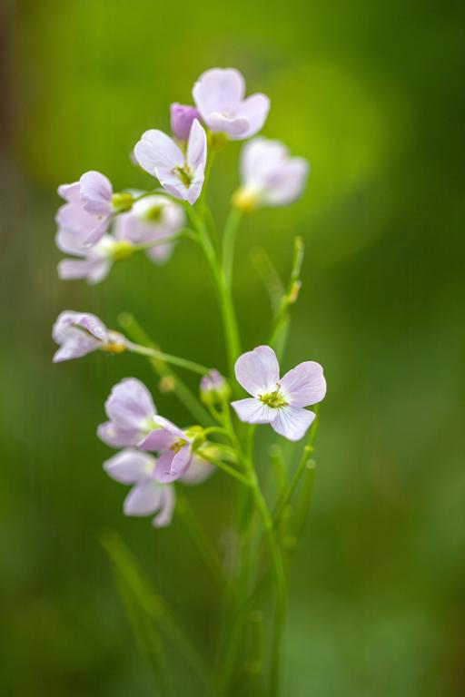 Cardamine pratensis