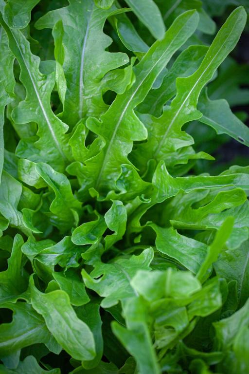 Lettuce, Curled & Oak Leaf, 'Catalogna'