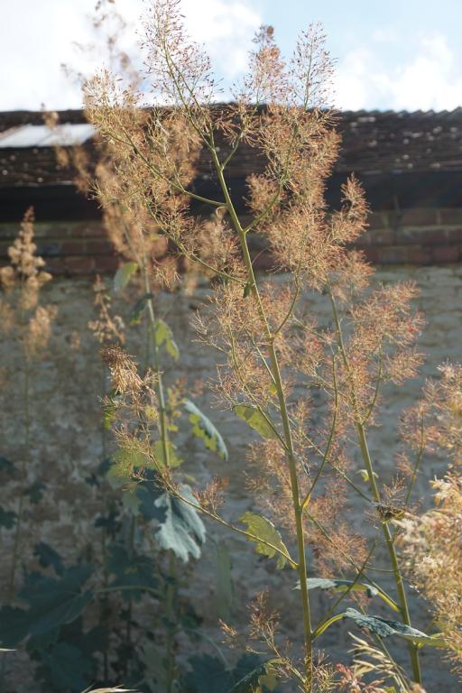 Macleaya cordata