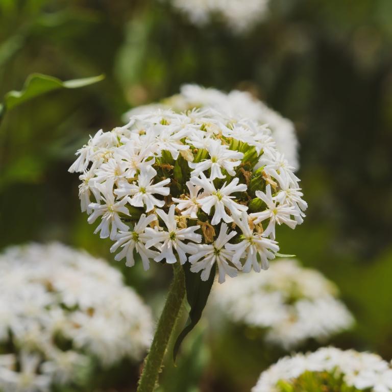 Lychnis chalcedonica, White