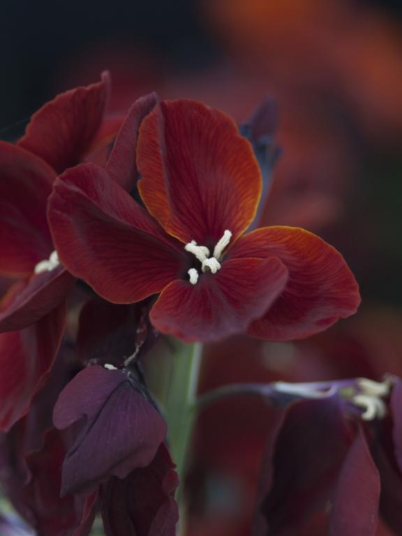 Erysimum cheiri, 'Vulcan'