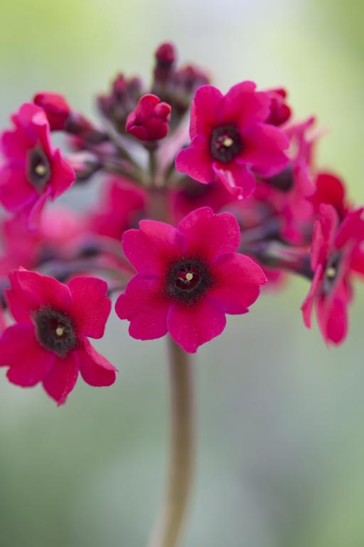 Primula japonica, 'Miller's Crimson'