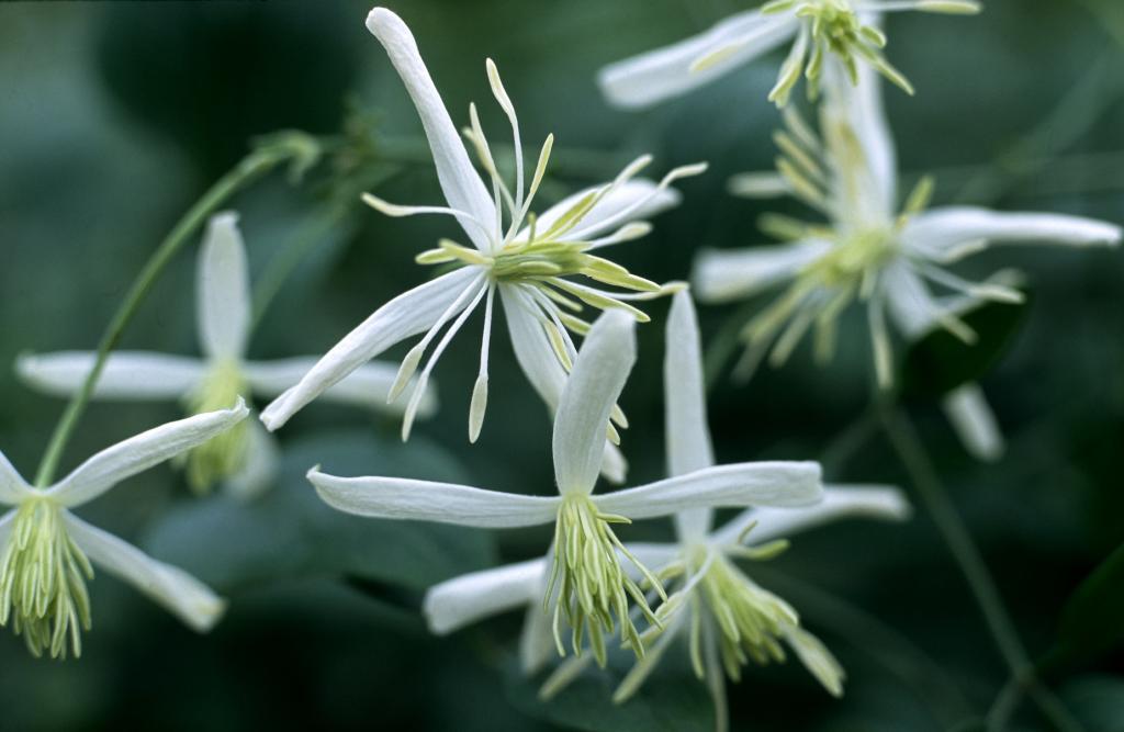 Clematis flammula