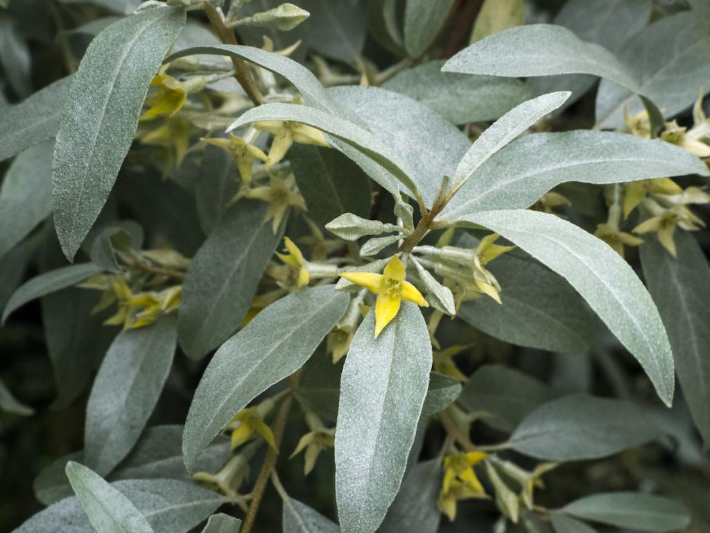Elaeagnus angustifolia