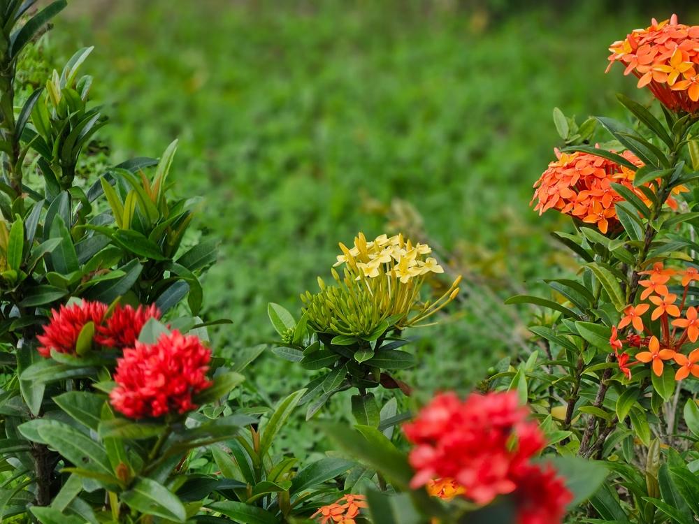 Asclepias tuberosa, 'Gay Butterflies' Mixed