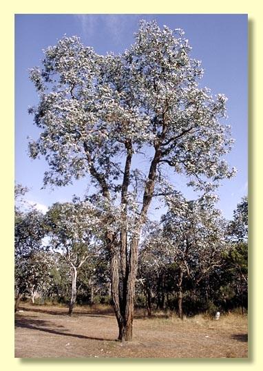 Eucalyptus cinerea