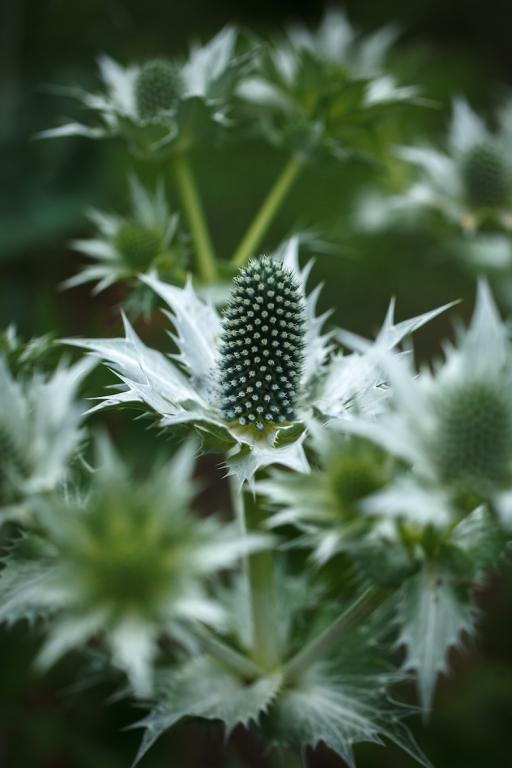 Eryngium giganteum, 'Silver Ghost'